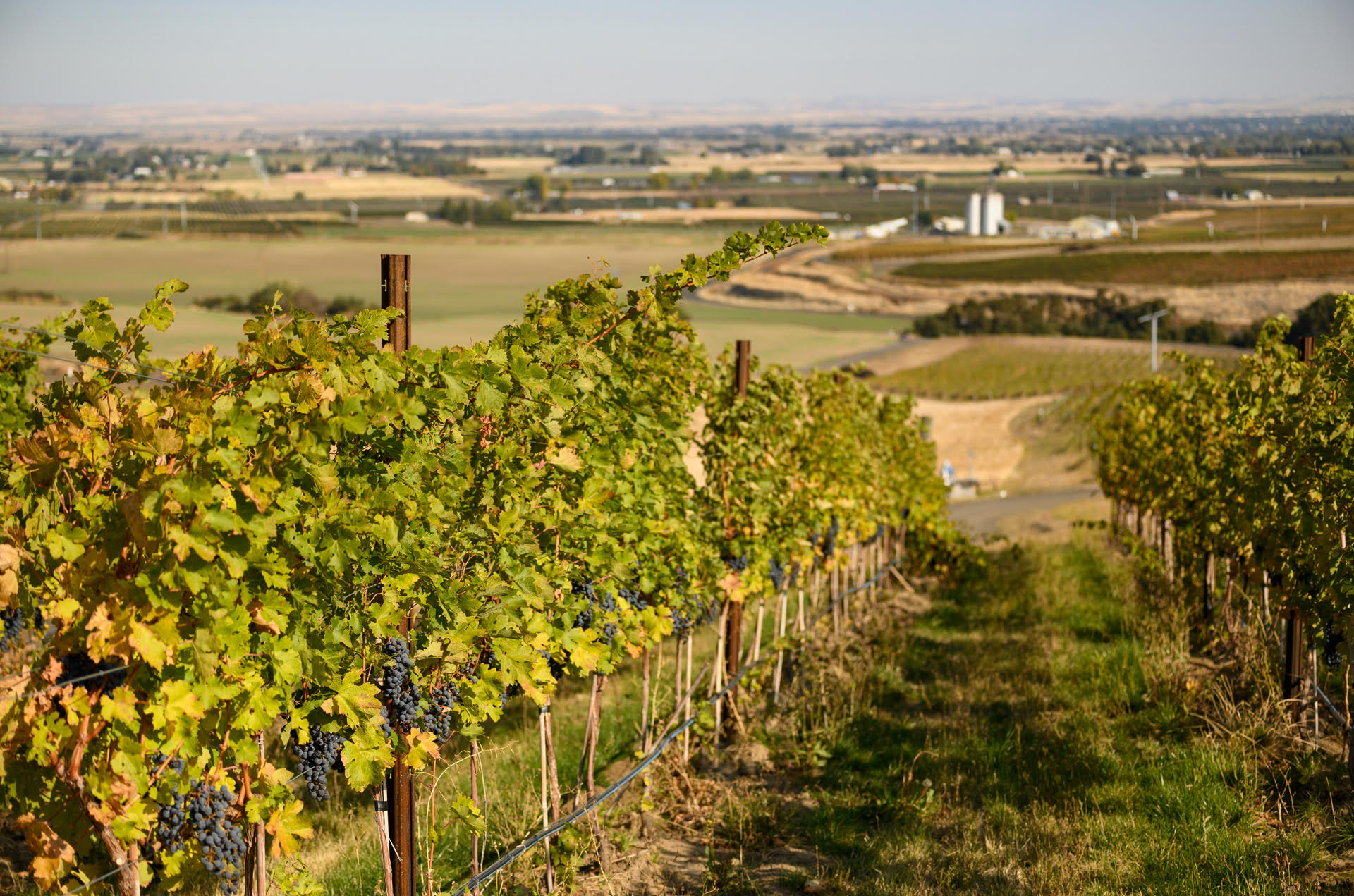 Maison Bleue Vineyard