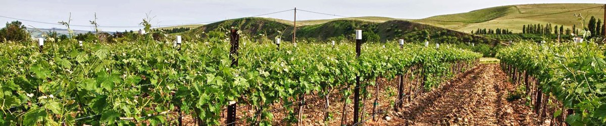 Vineyard in the fall with yellow leaves