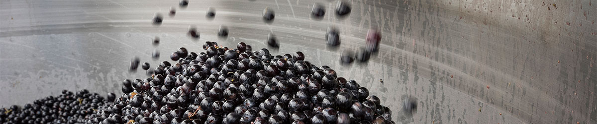 Syrah grapes after being destemmed