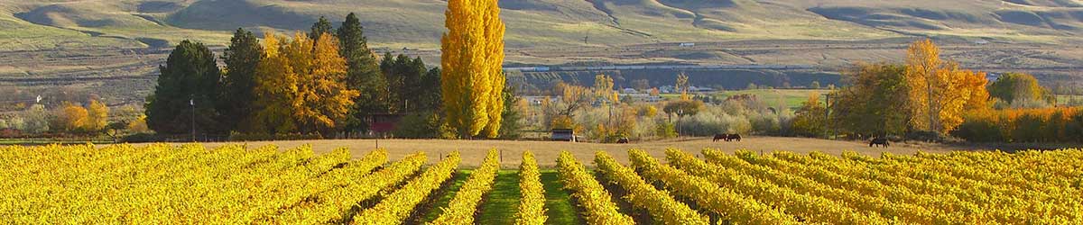 maison bleue vineyards