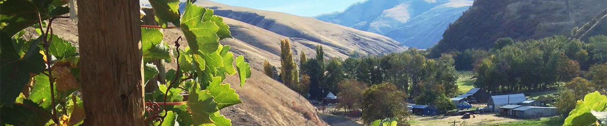 image of a vine and a small town in the background